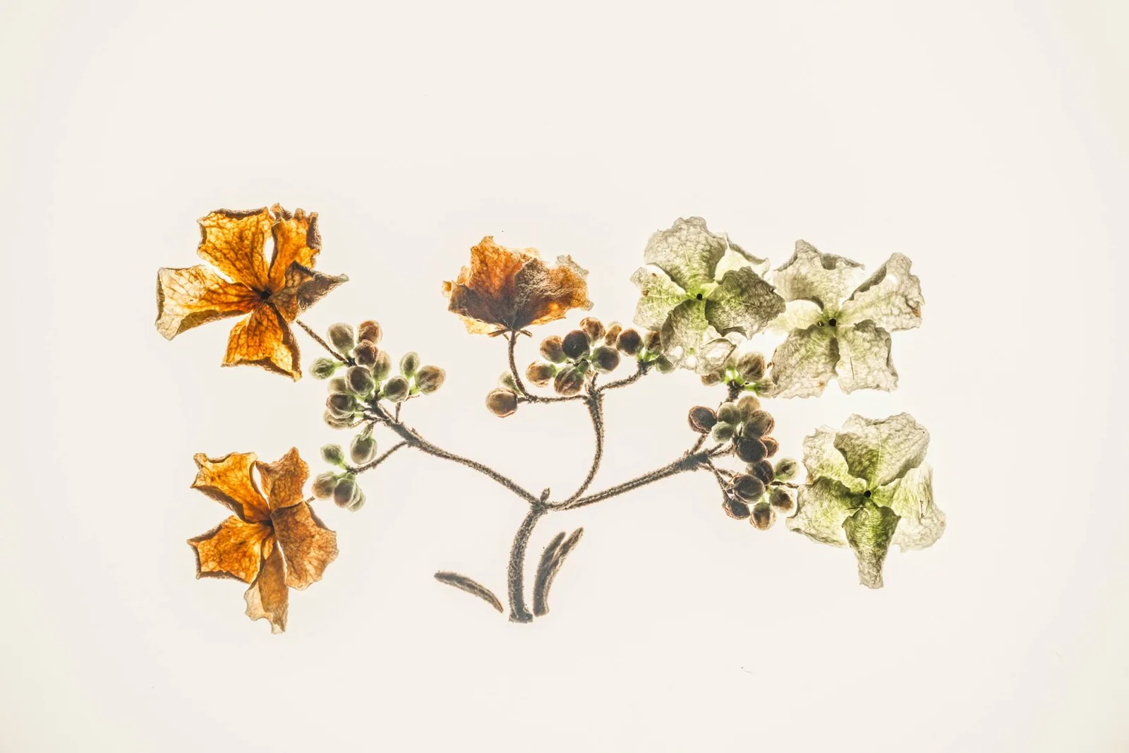 An artistic arrangement of dried flowers showcasing intricate details and subtle colors on a plain background.